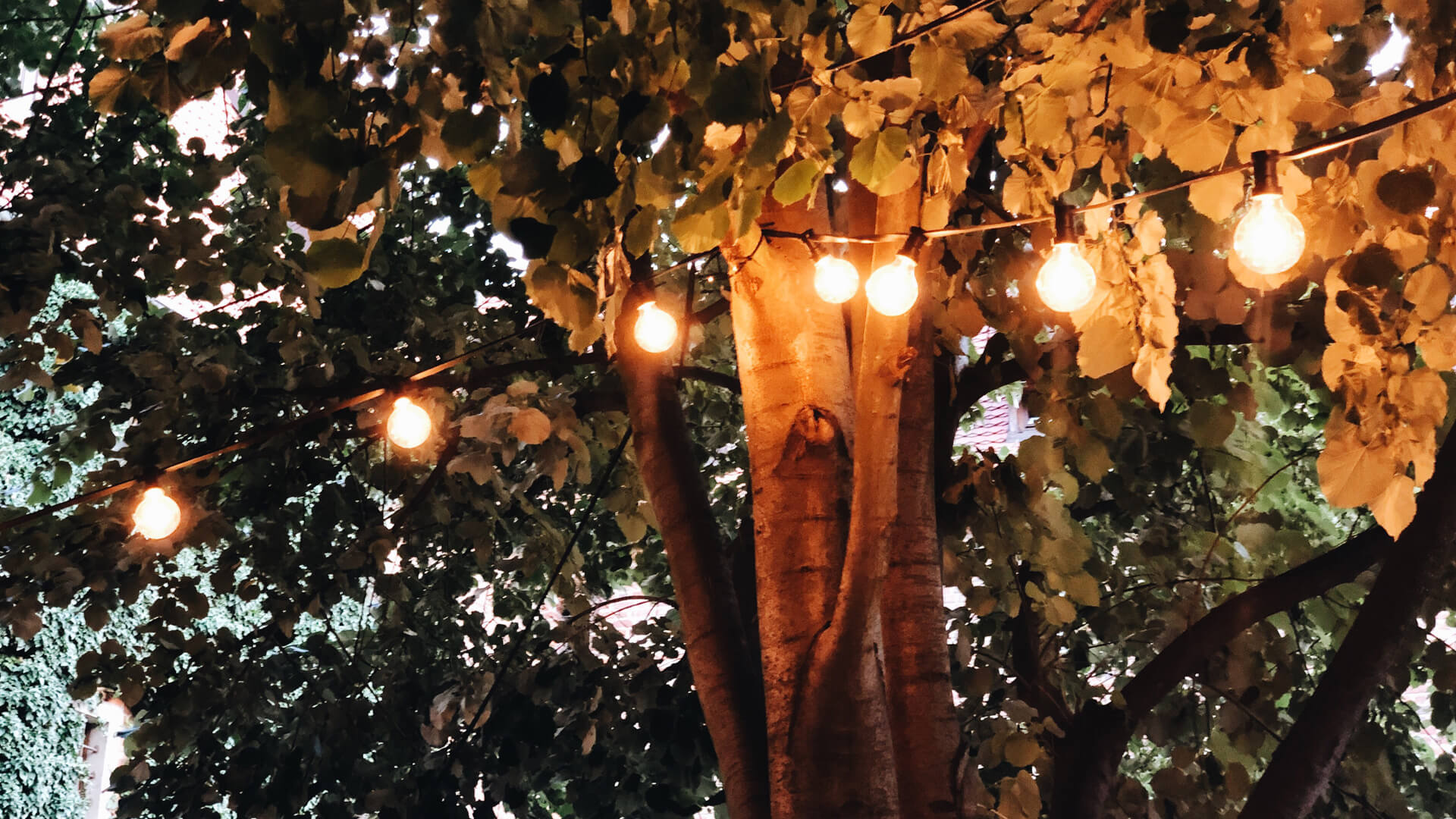 Lights in tree