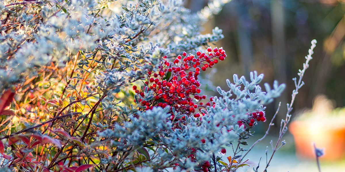Red berries and other winter growth